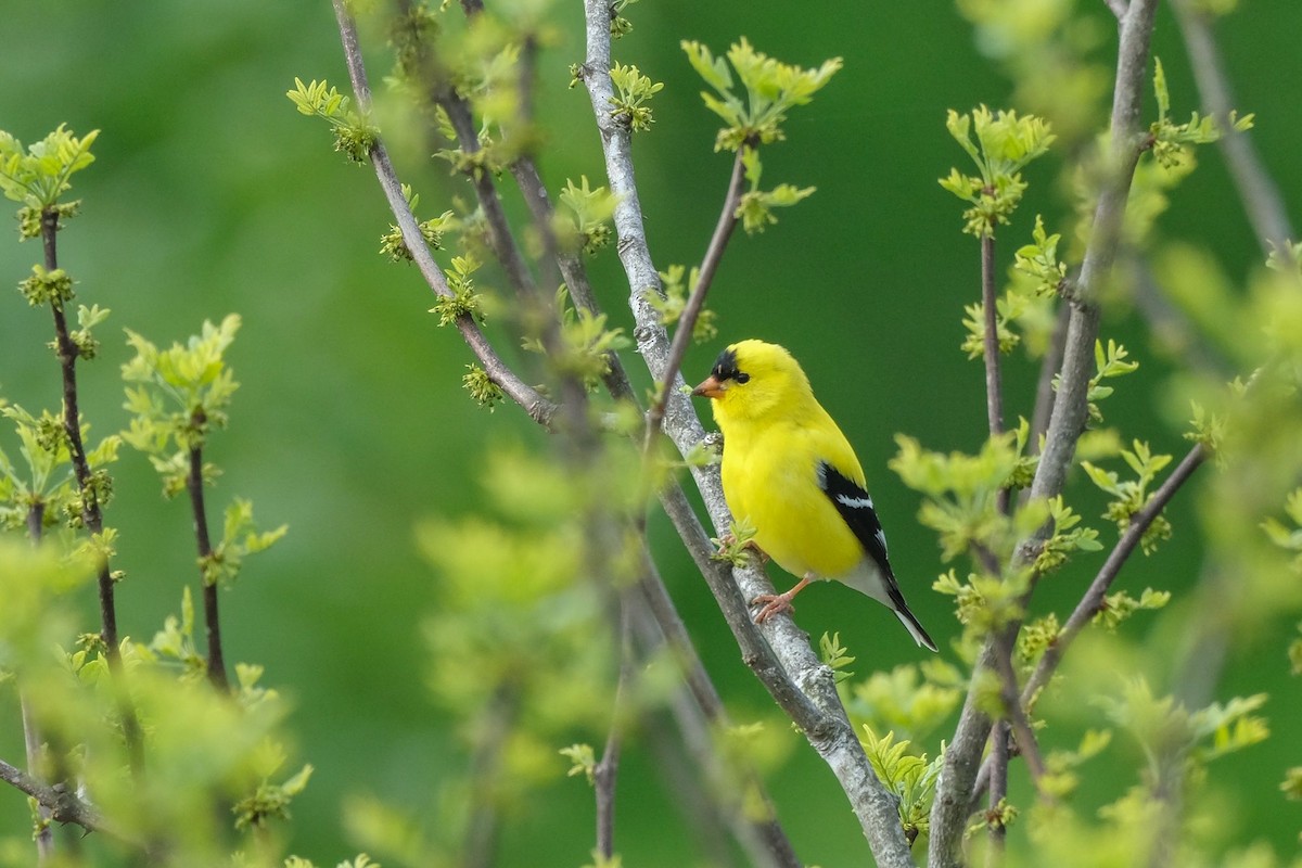 American Goldfinch - Rideau Lakes Birding Group Rideau Lakes
