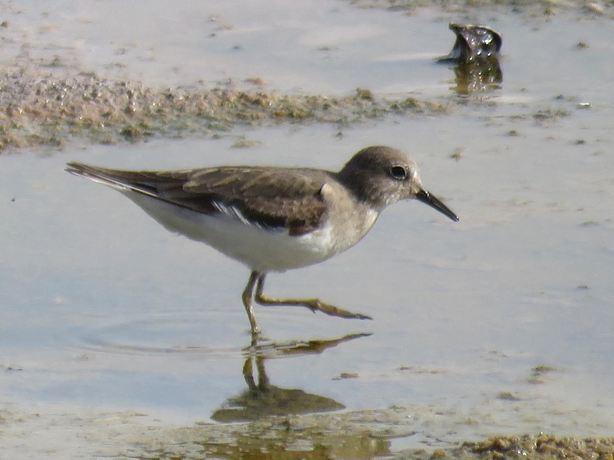 Temminck's Stint - Stephen Taylor