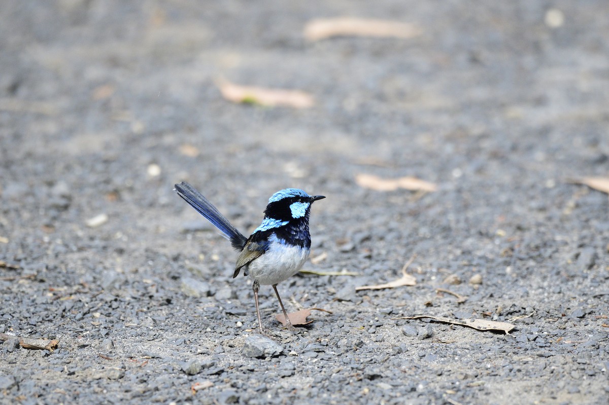 Superb Fairywren - ML619171922