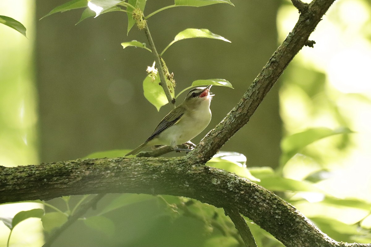 Red-eyed Vireo - Lee Payne