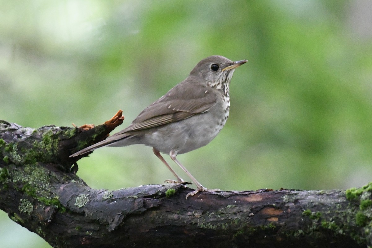 Bicknell's Thrush - Tim Healy