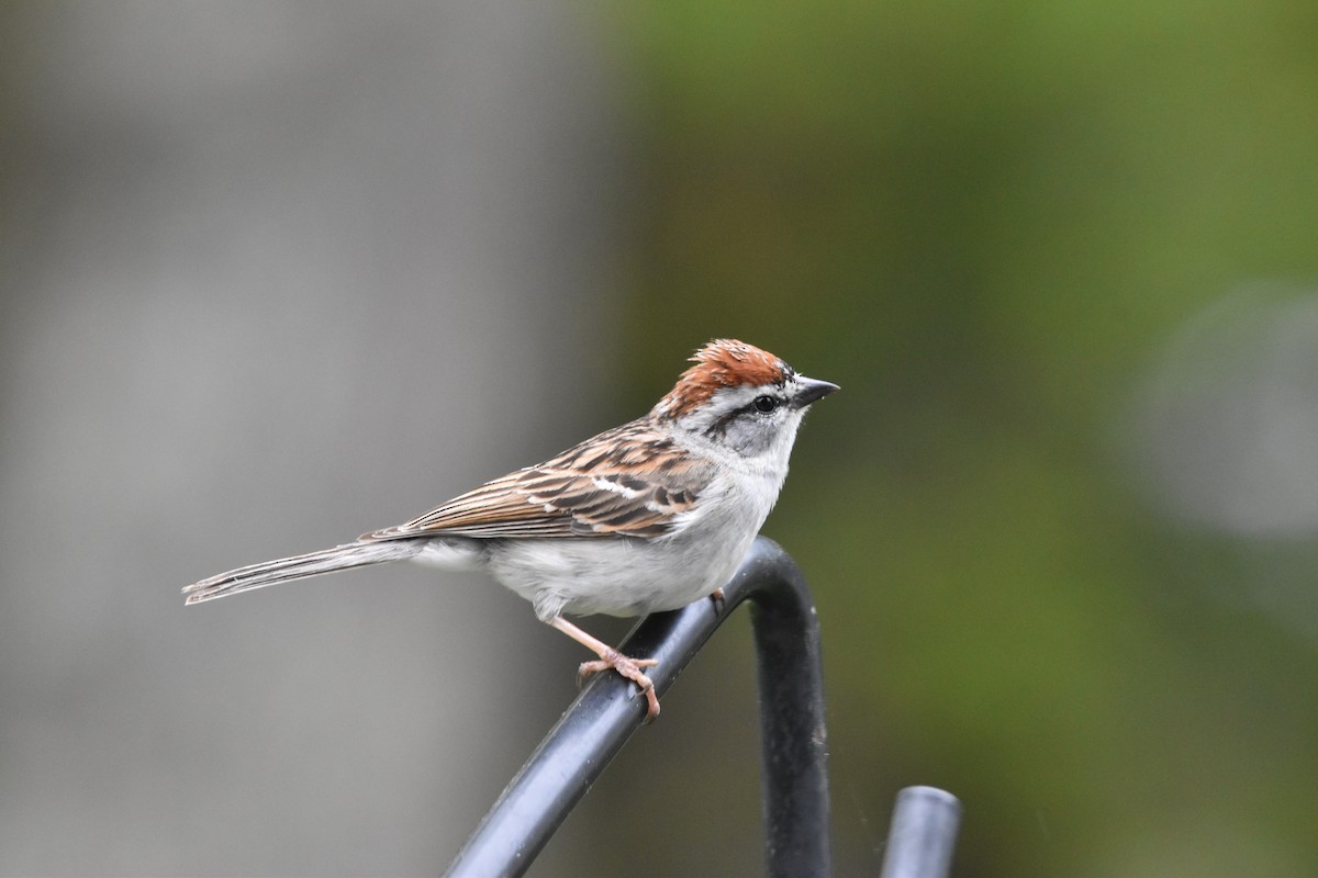 Chipping Sparrow - ML619171939