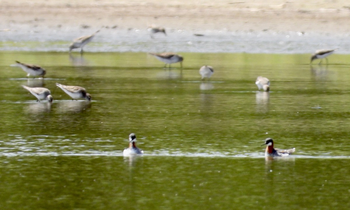 Red-necked Phalarope - ML619171940