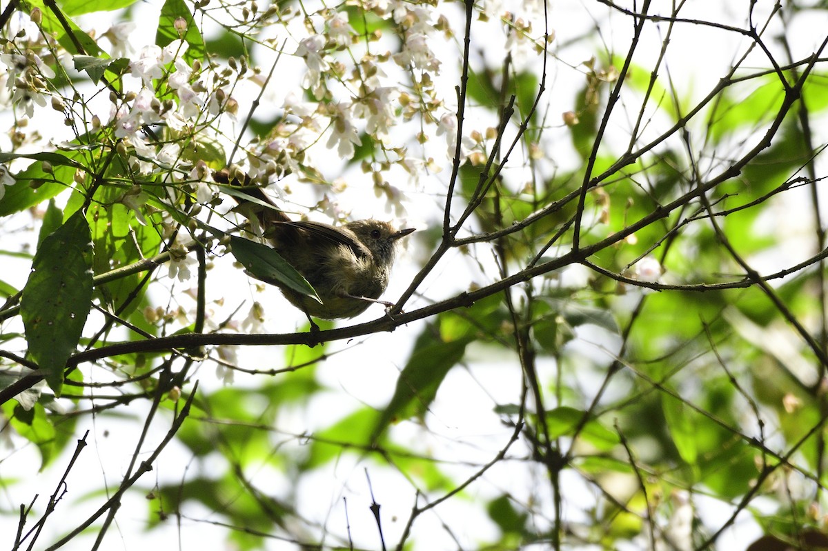 Brown Thornbill - ML619171941