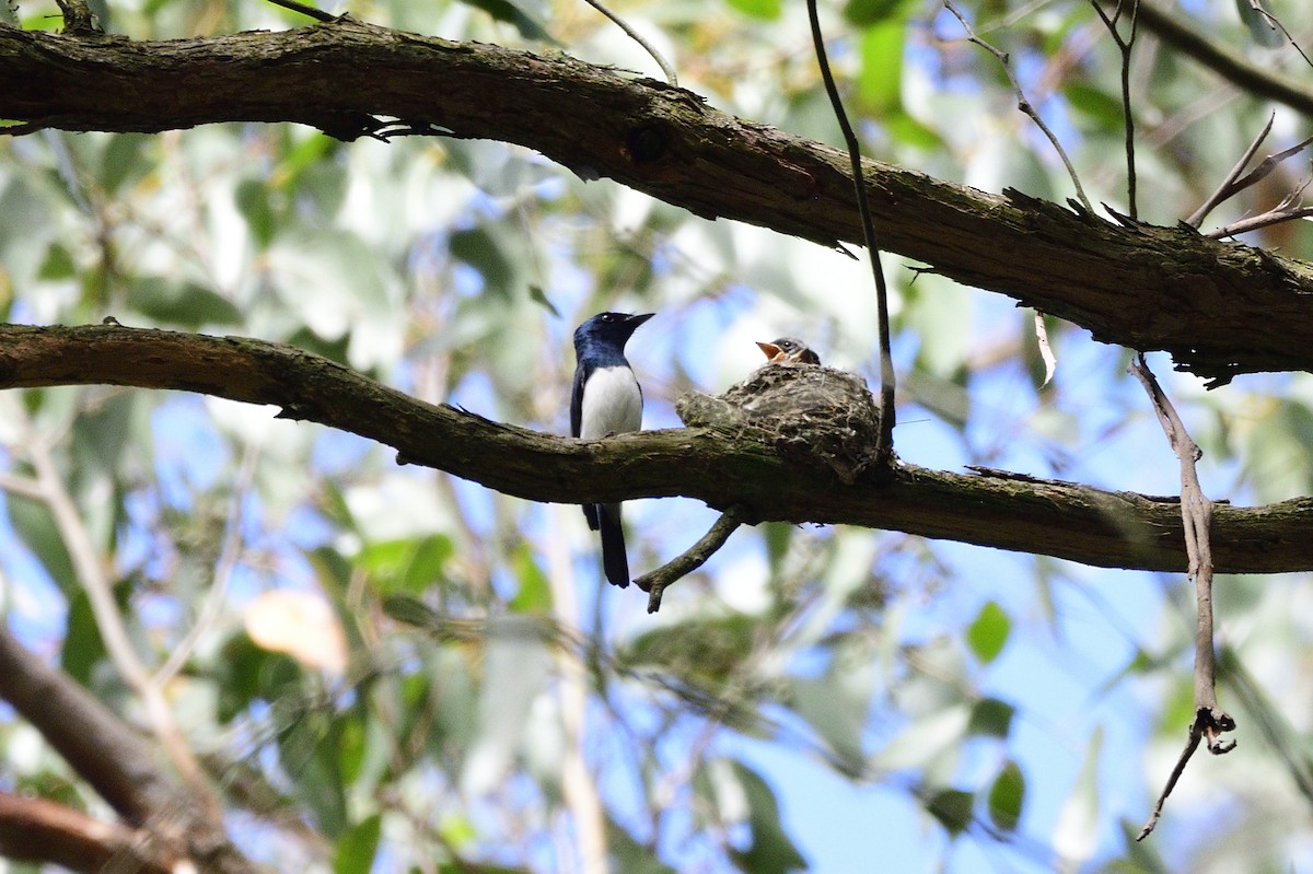 Satin Flycatcher - ML619171944