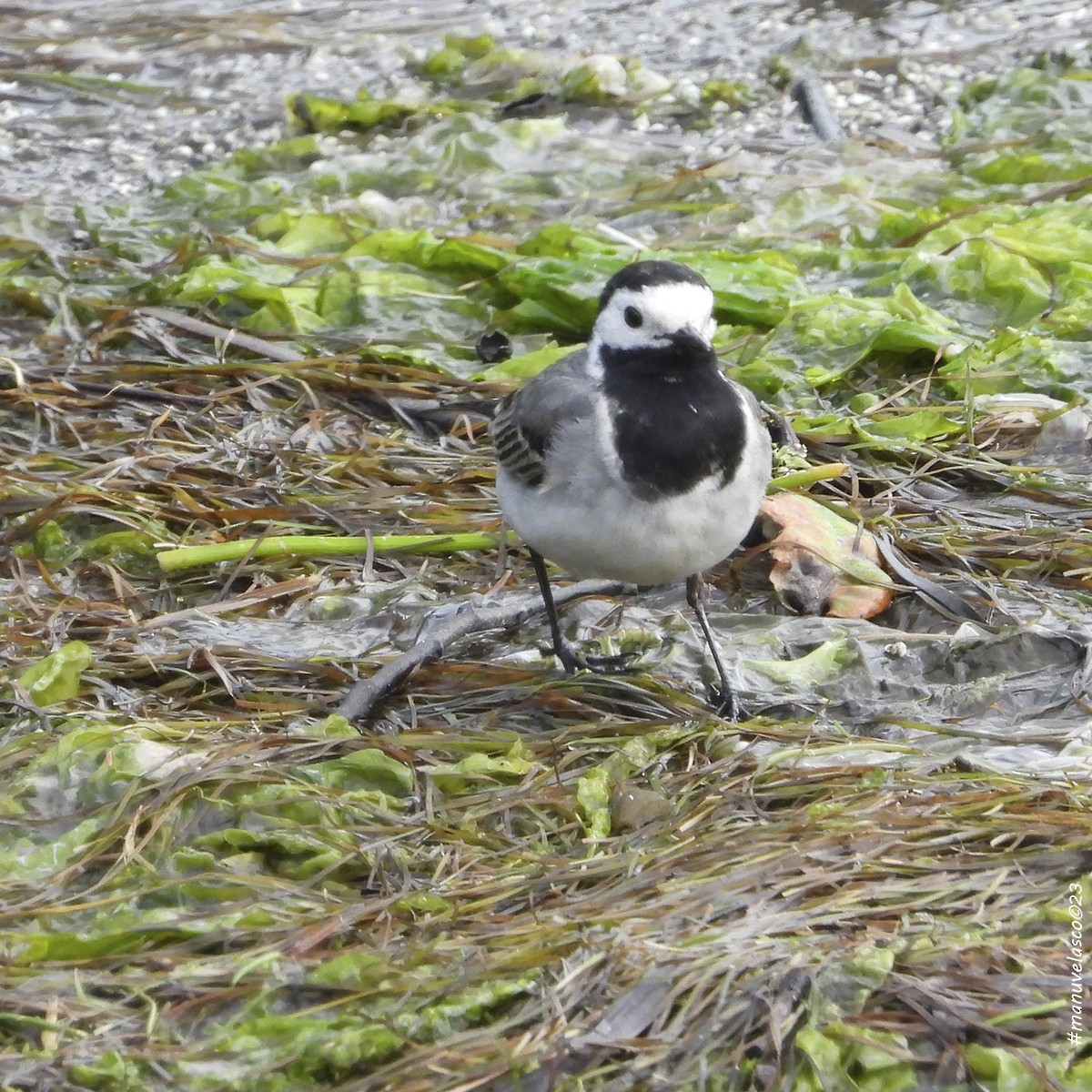 White Wagtail - Manuel Velasco