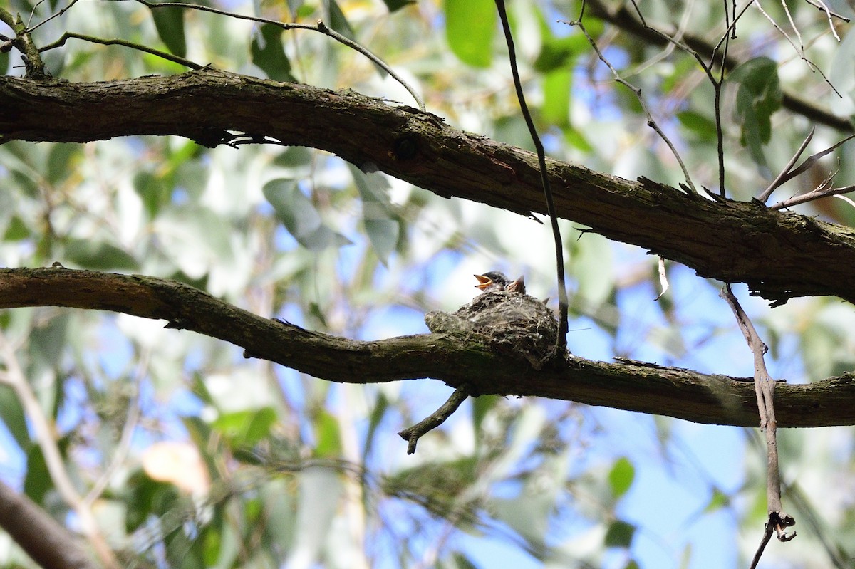 Satin Flycatcher - Ken Crawley