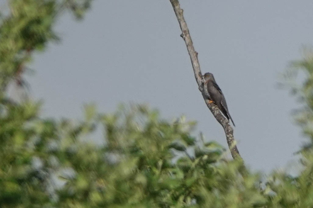 Common Cuckoo - Robert Wright