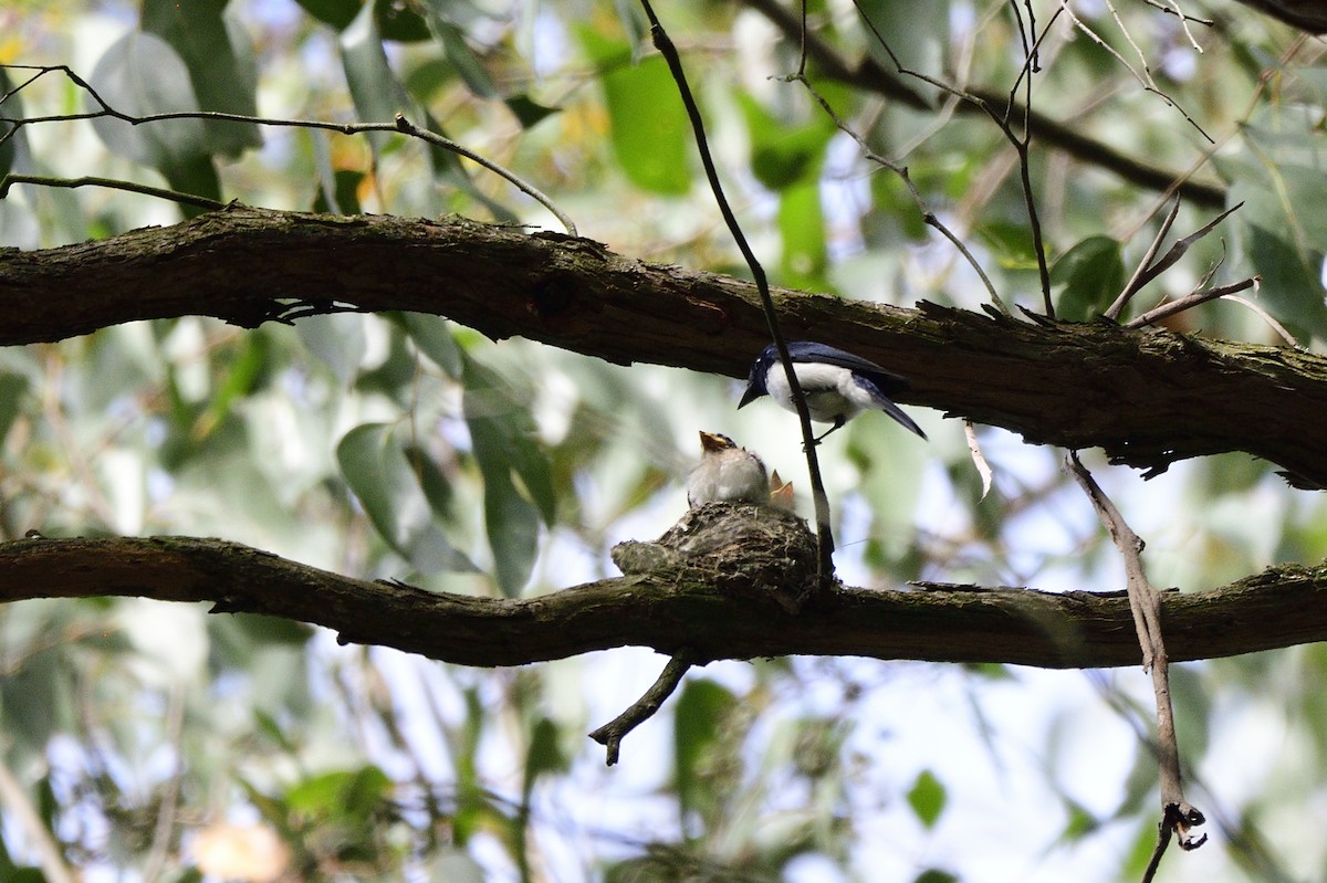 Satin Flycatcher - ML619171968