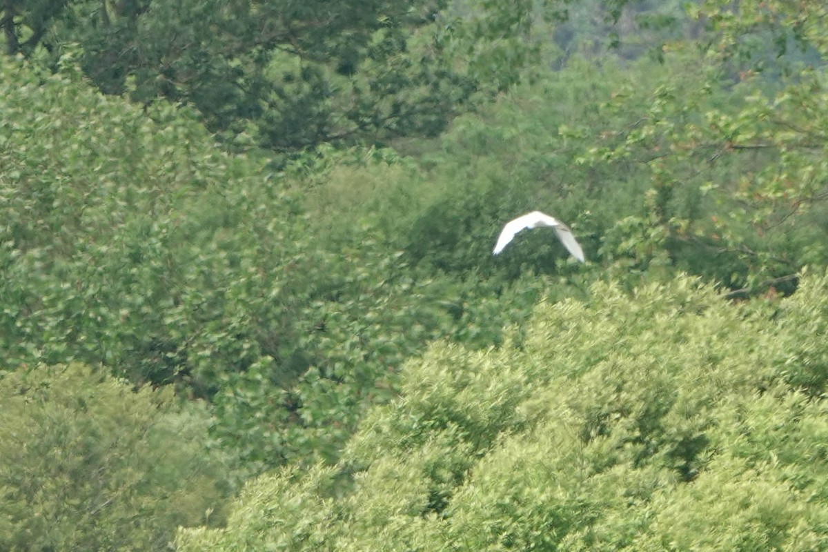 Great Egret - Robert Wright