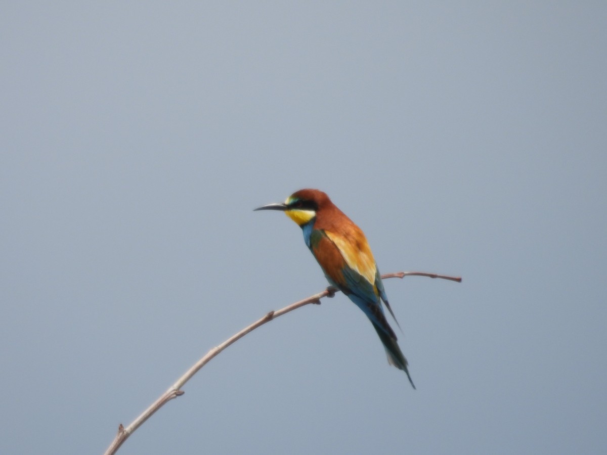 European Bee-eater - ML619171975