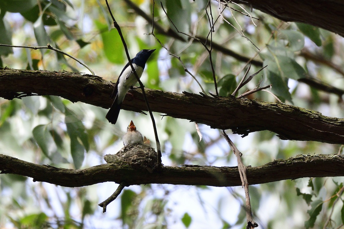 Satin Flycatcher - ML619171976