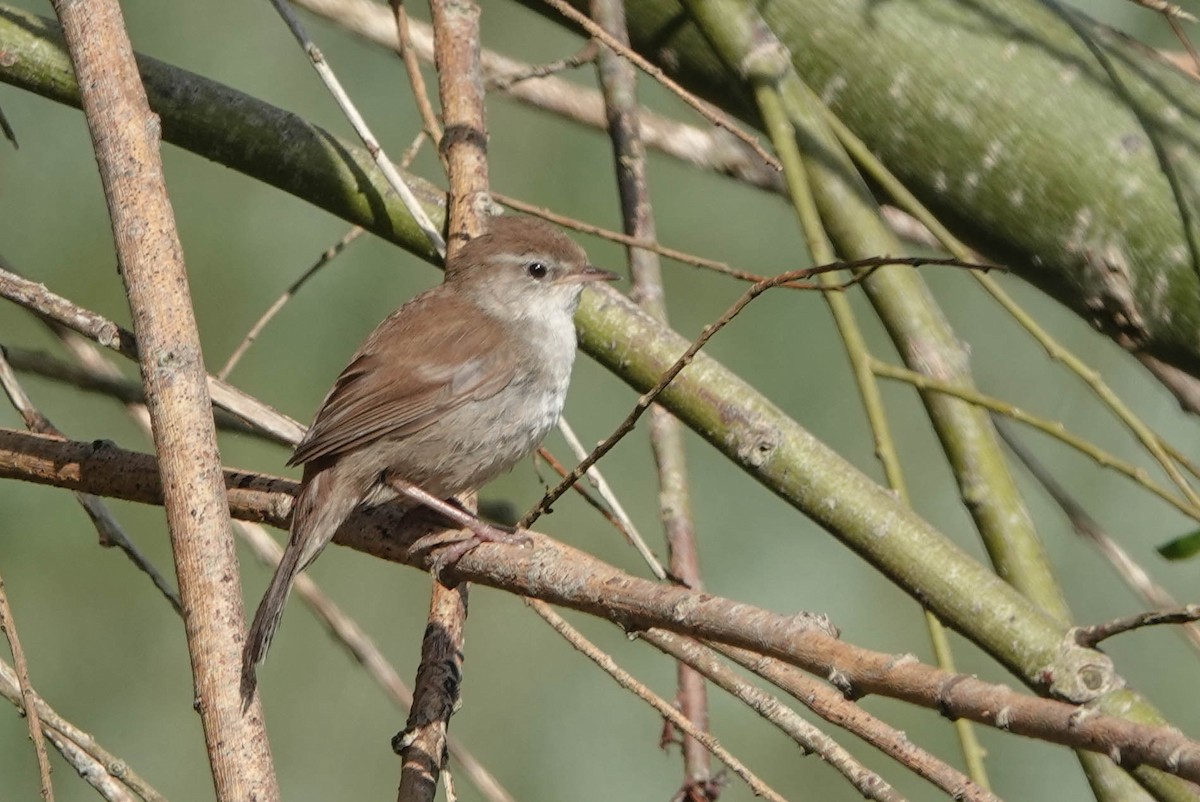 Cetti's Warbler - Robert Wright