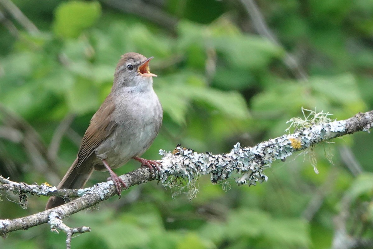 Cetti's Warbler - Robert Wright