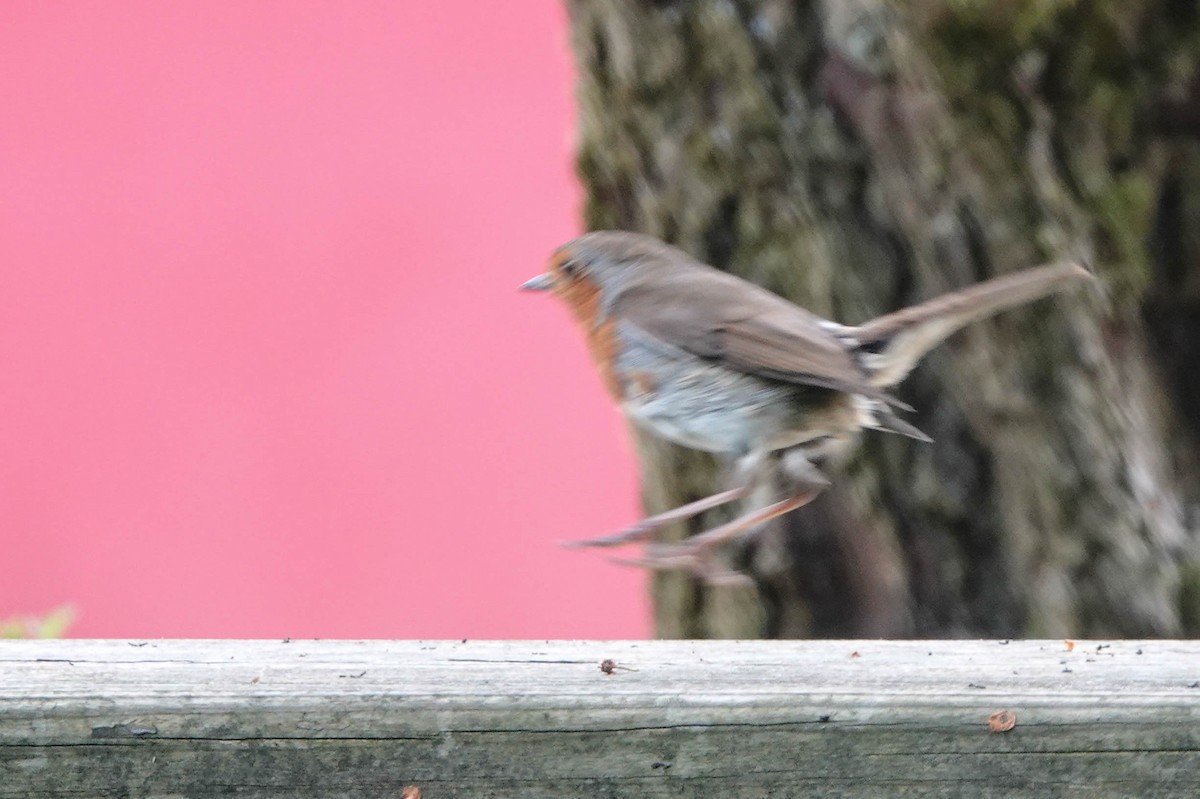 European Robin - ML619171984