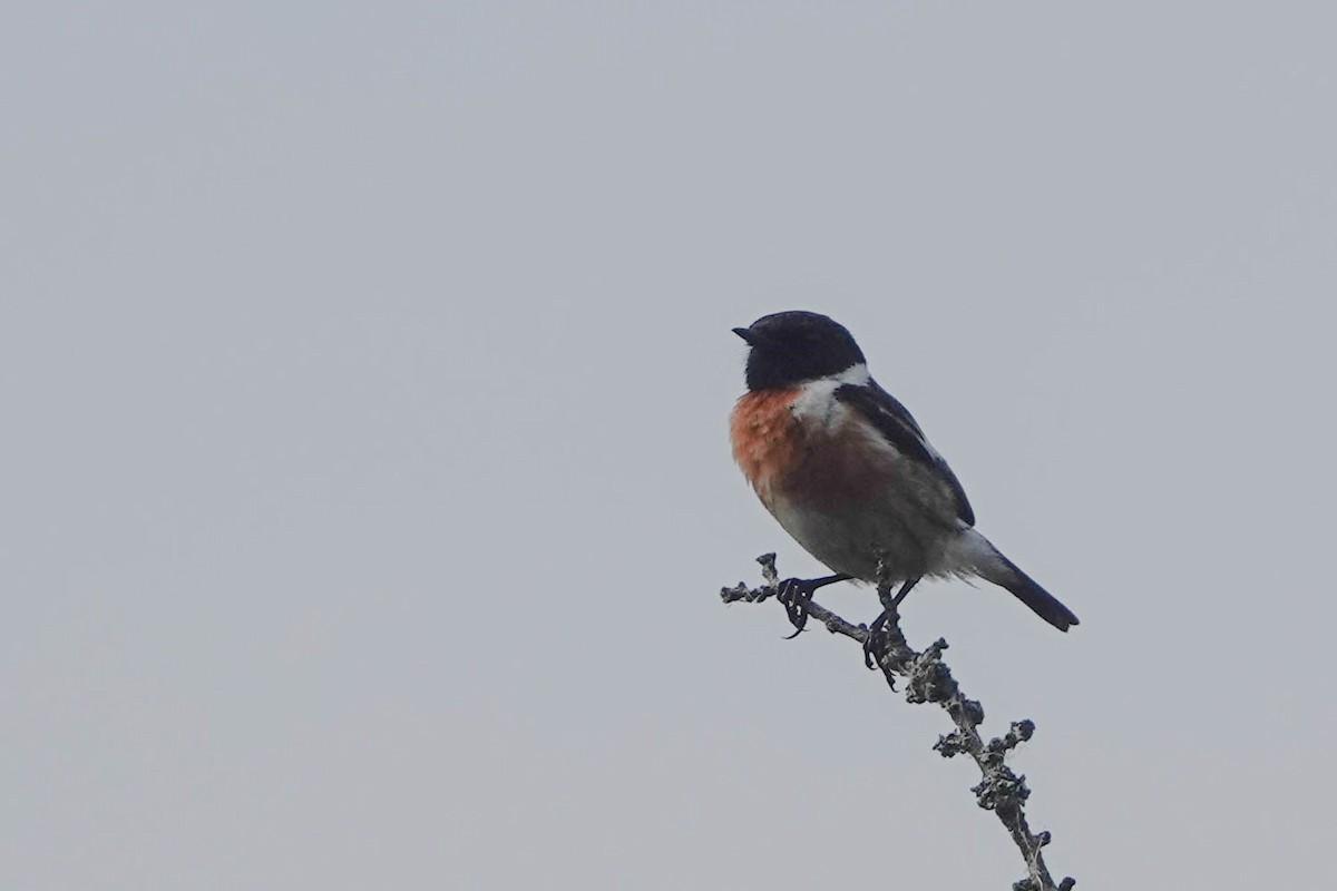 European Stonechat - Robert Wright