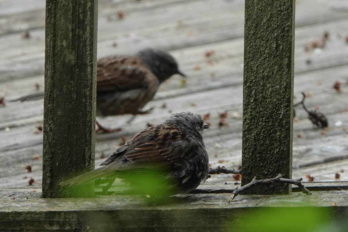 Dunnock - Robert Wright