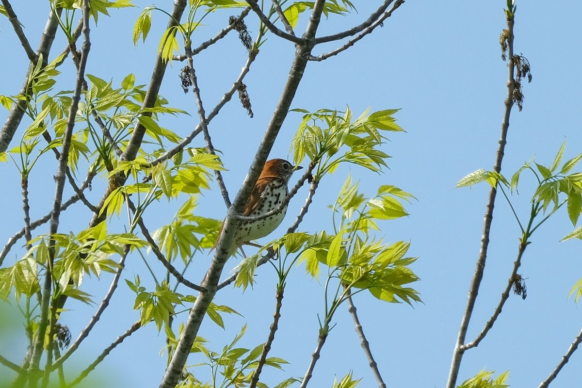 Wood Thrush - Rideau Lakes Birding Group Rideau Lakes