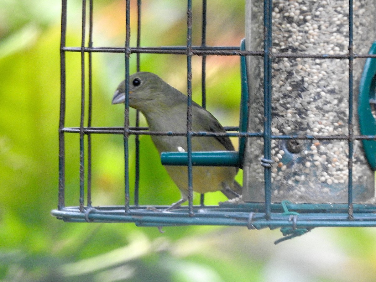 Painted Bunting - Barbara Hiaasen