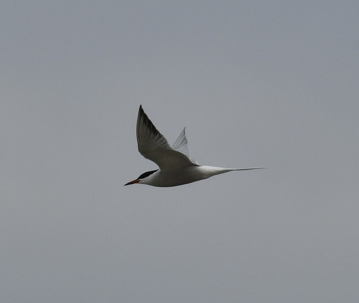 Common Tern - Harrison Calvin