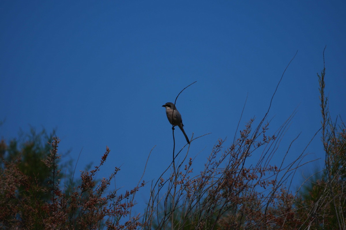 Iberian Gray Shrike - Victoriano Mora Morillo