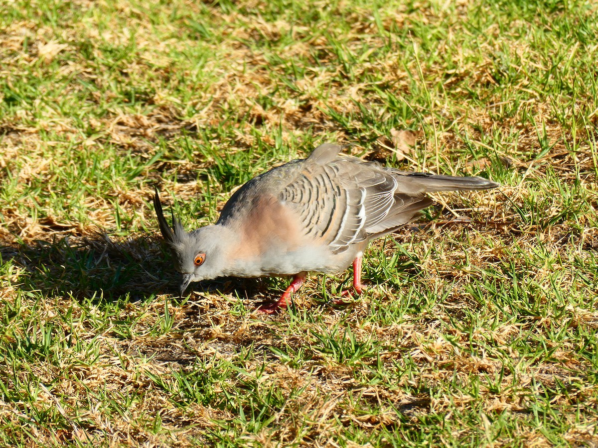 Crested Pigeon - Lev Ramchen