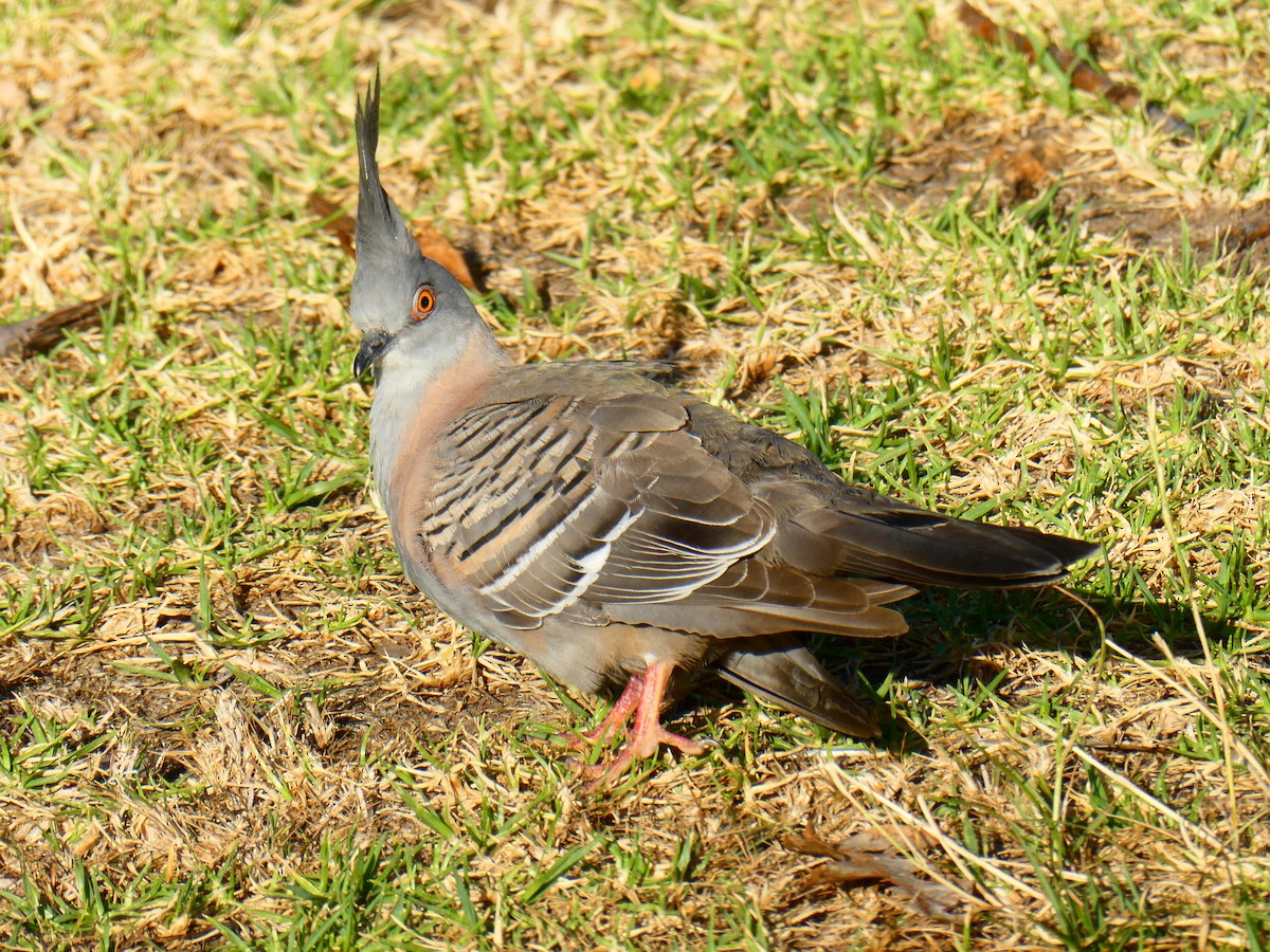 Crested Pigeon - Lev Ramchen