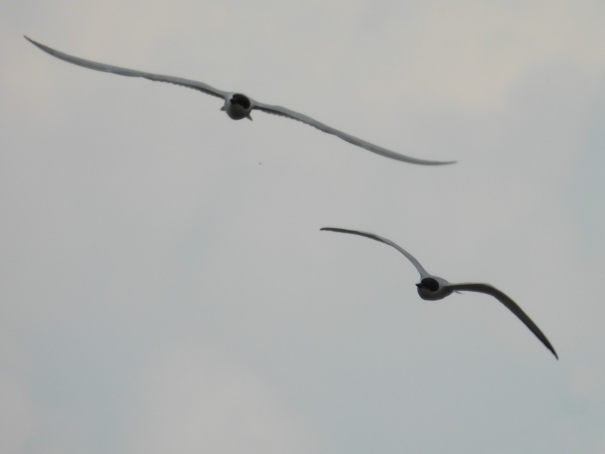 Gull-billed Tern - ML619172060