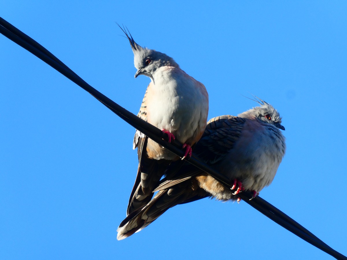 Crested Pigeon - Lev Ramchen