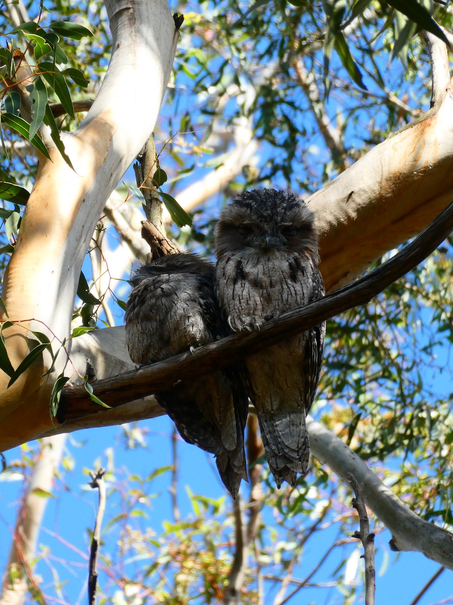 Tawny Frogmouth - Lev Ramchen