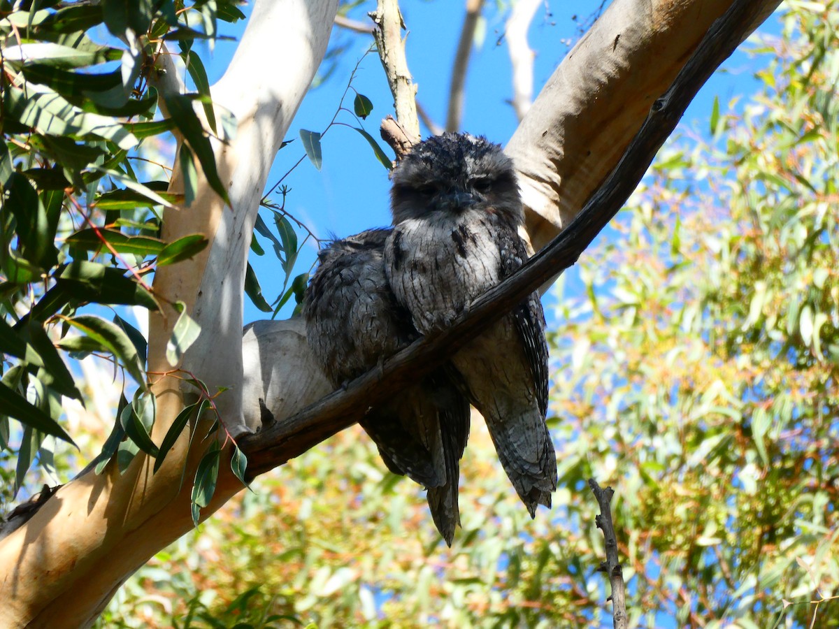 Tawny Frogmouth - ML619172084