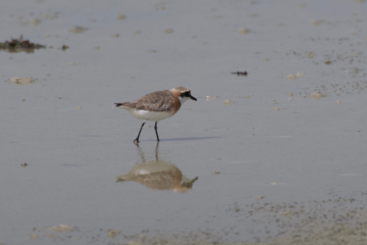 Greater Sand-Plover - Johan Bergkvist