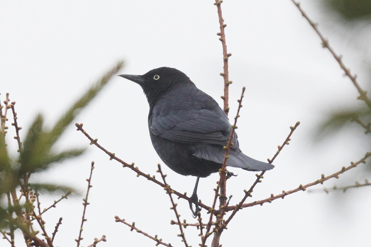 Rusty Blackbird - Ethel Dempsey