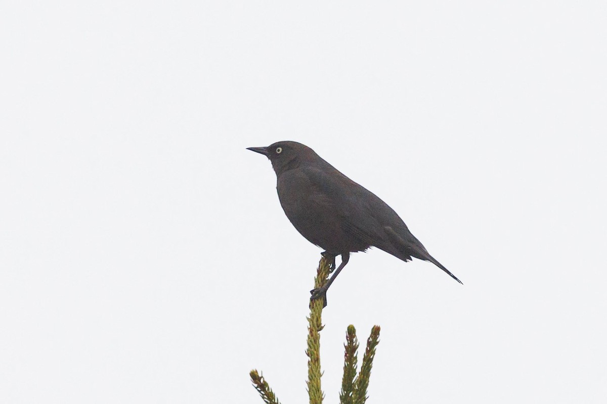 Rusty Blackbird - Ethel Dempsey