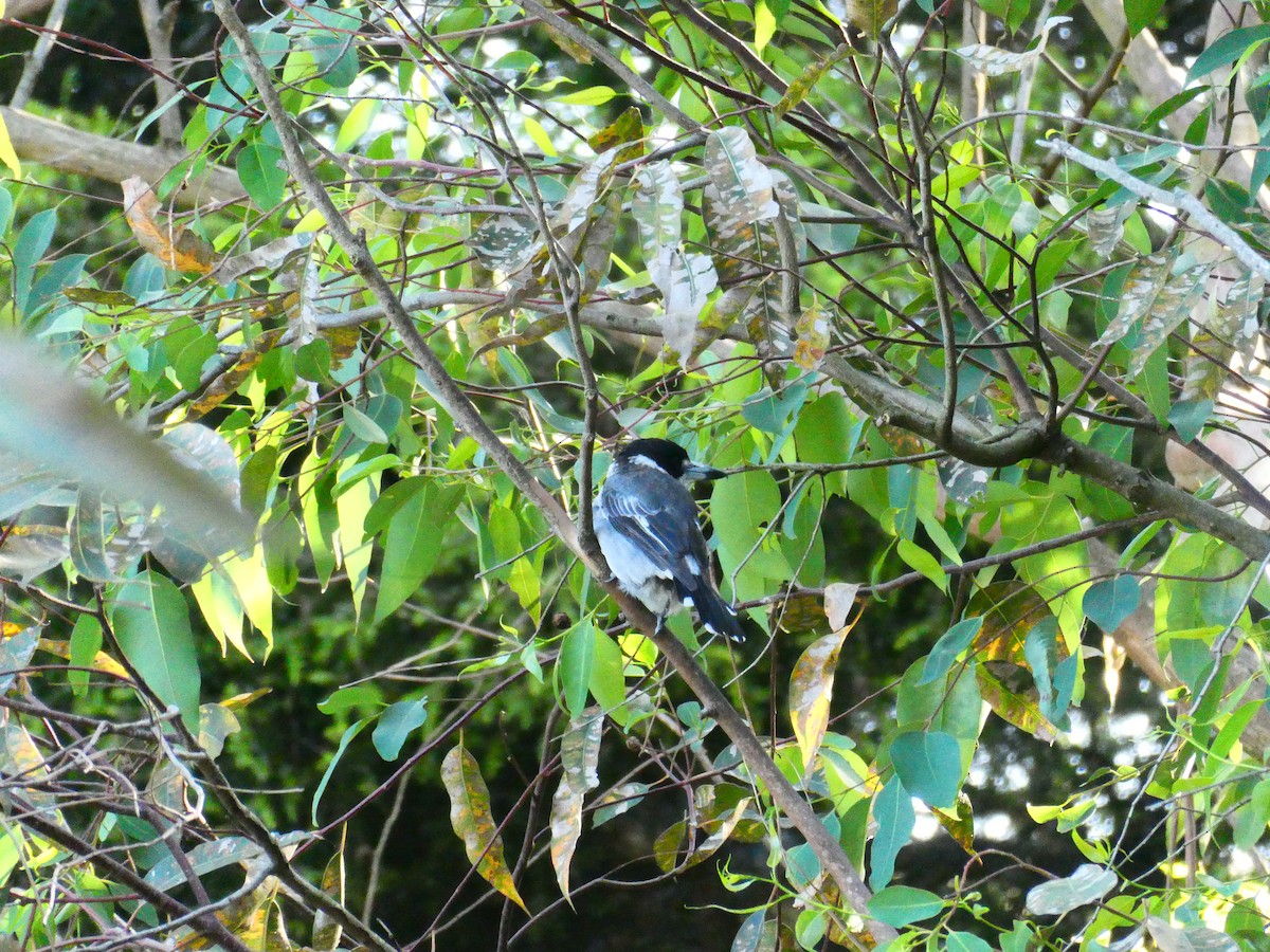 Gray Butcherbird - Lev Ramchen