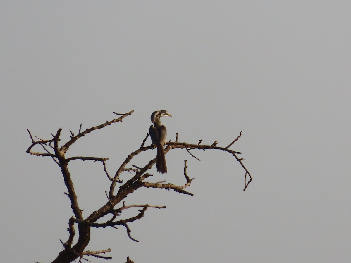 Indian Gray Hornbill - Shilpa Gadgil