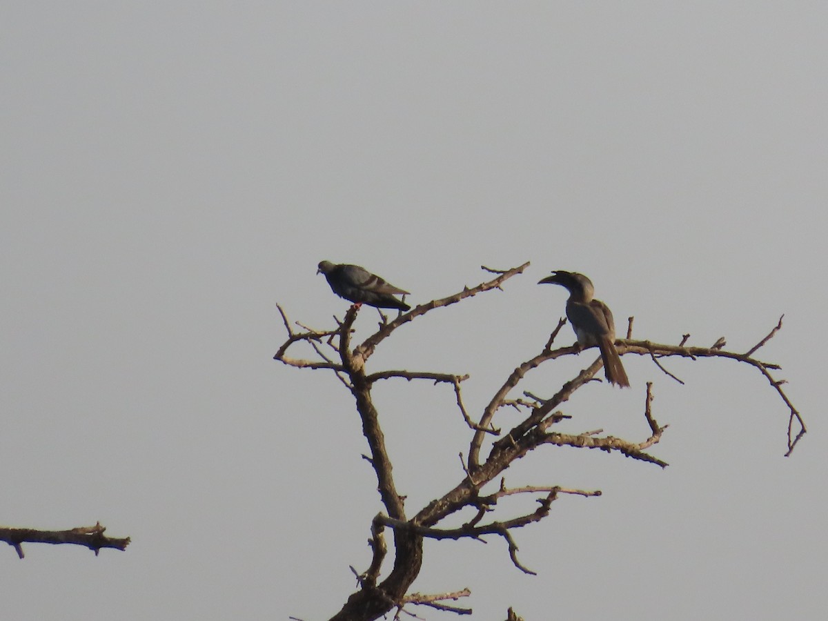 Indian Gray Hornbill - Shilpa Gadgil