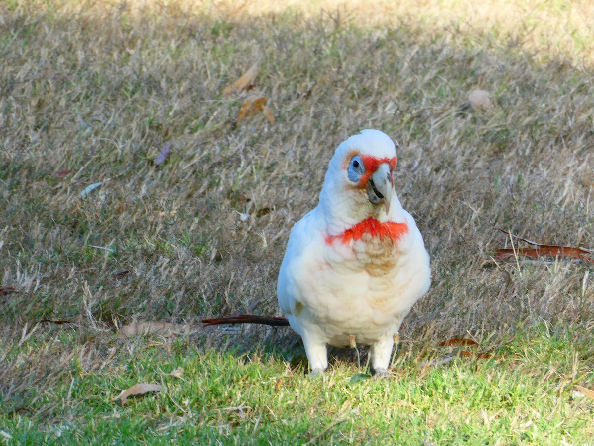 Long-billed Corella - ML619172144