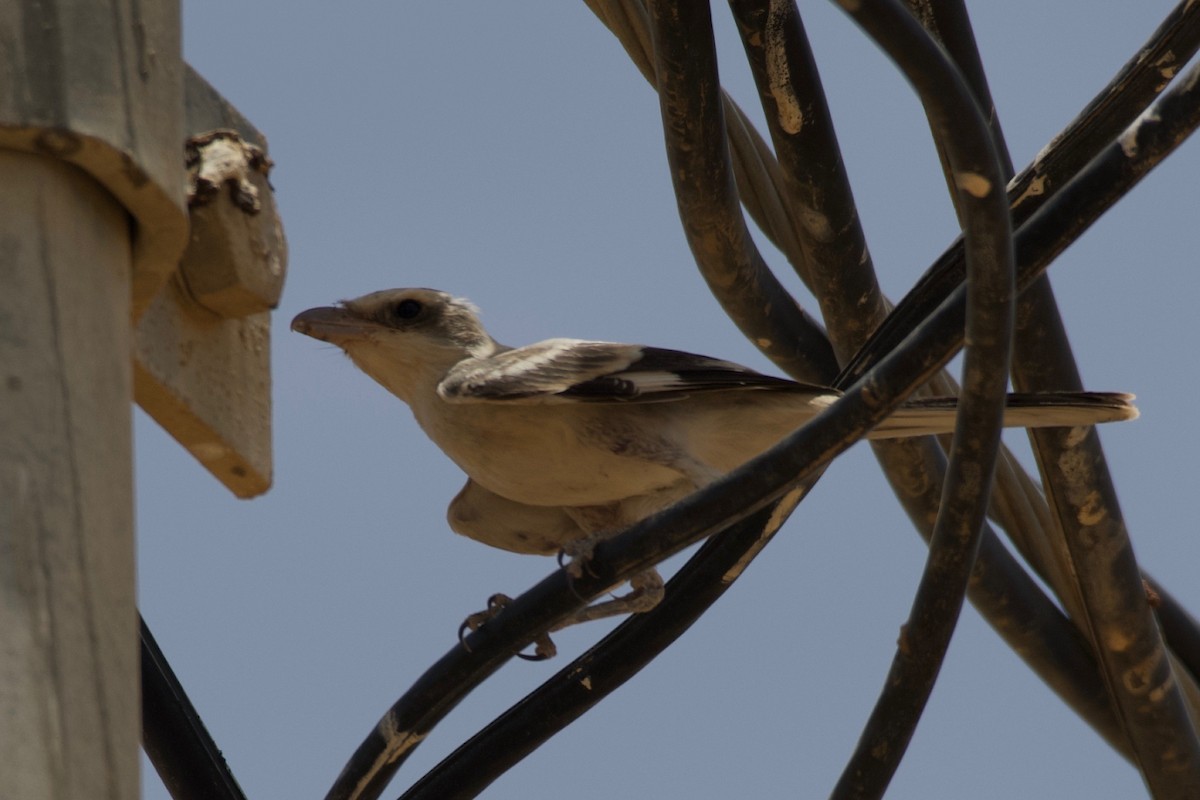 Great Gray Shrike (Arabian) - Johan Bergkvist