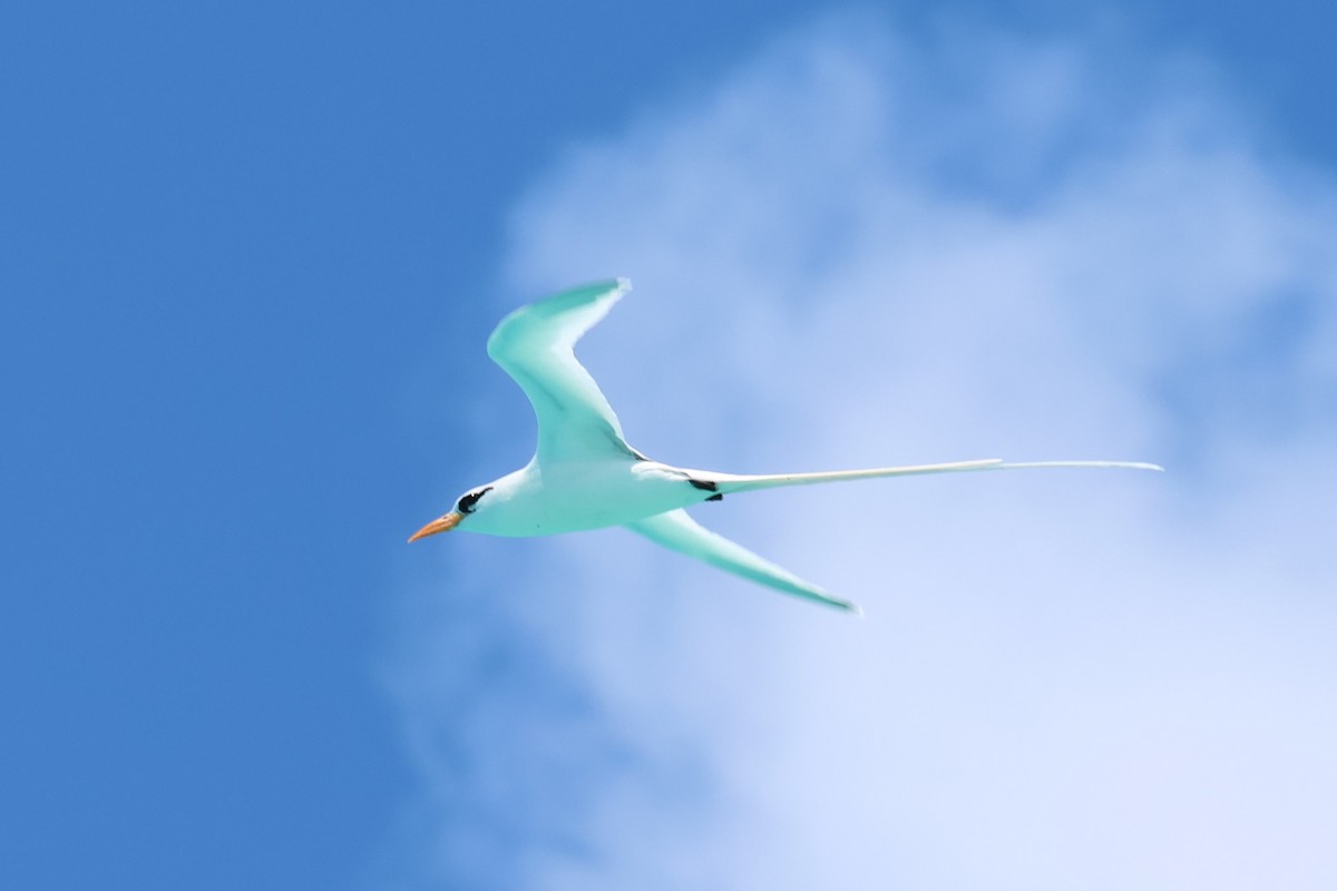 White-tailed Tropicbird - ML619172172