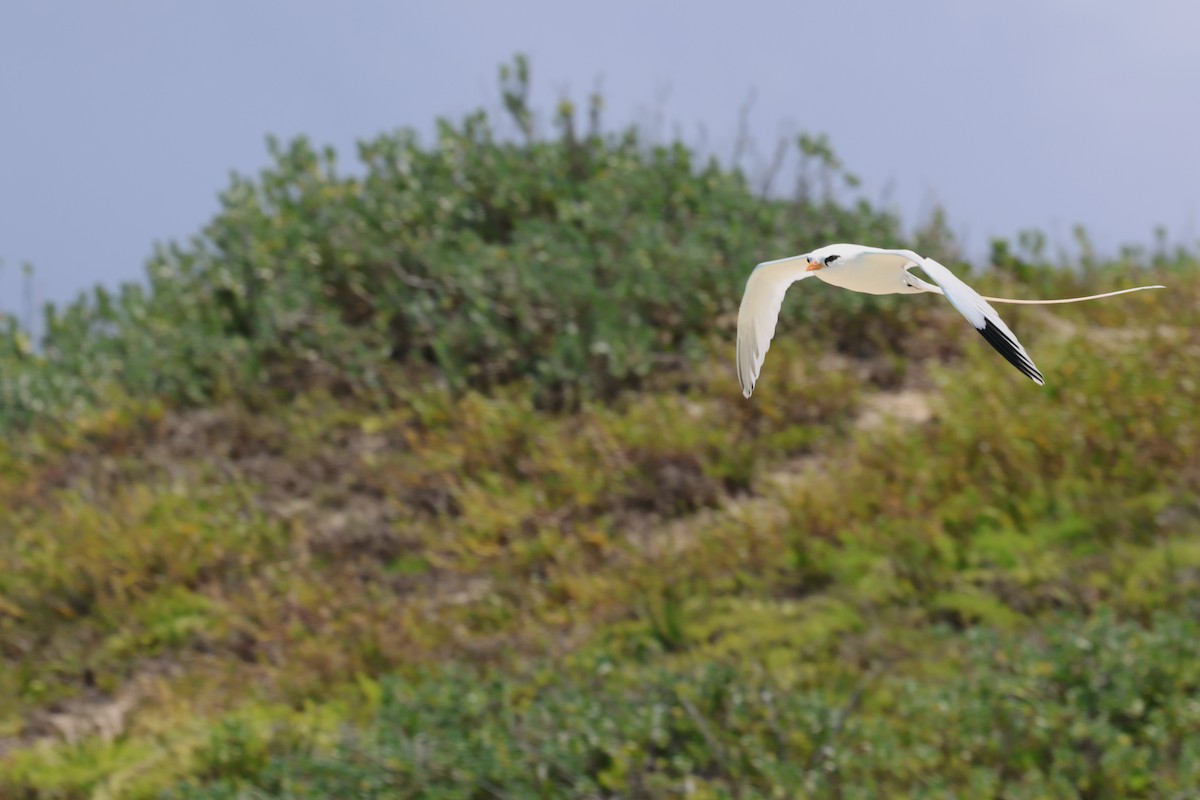 White-tailed Tropicbird - Andrew Dobson