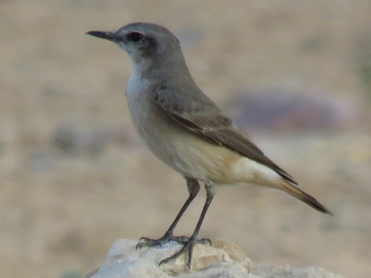 Persian Wheatear - Stephen Taylor