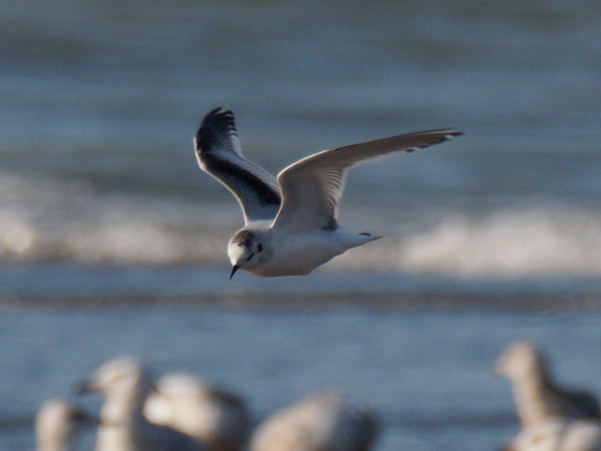 Little Gull - Brian M