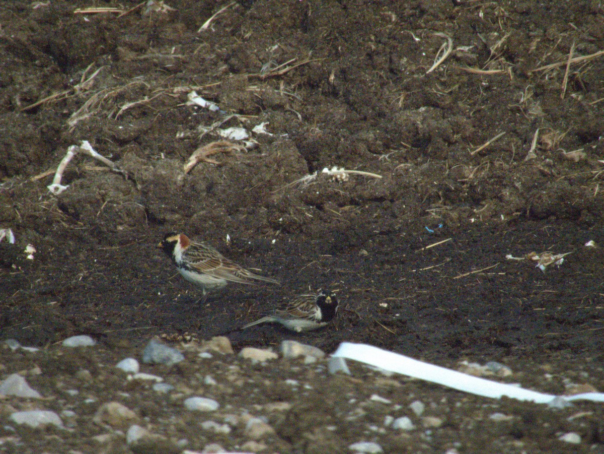 Lapland Longspur - Vince Hiebert