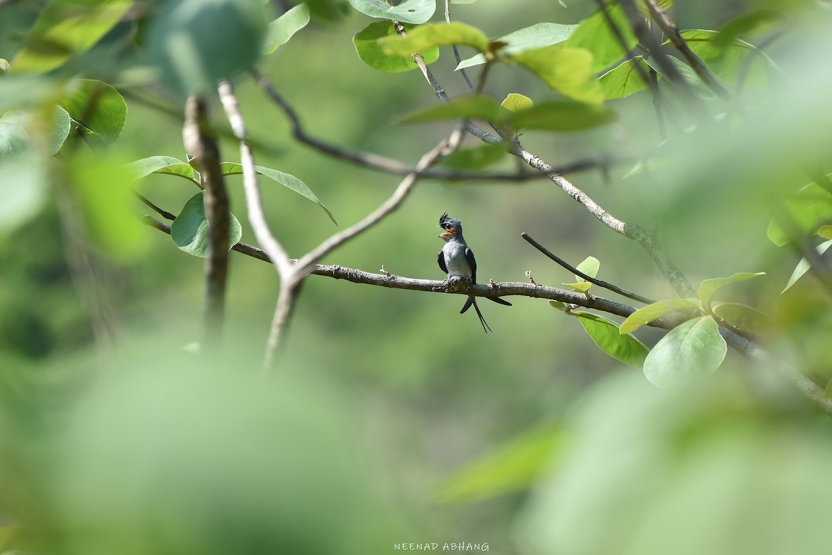 Crested Treeswift - Neenad Abhang