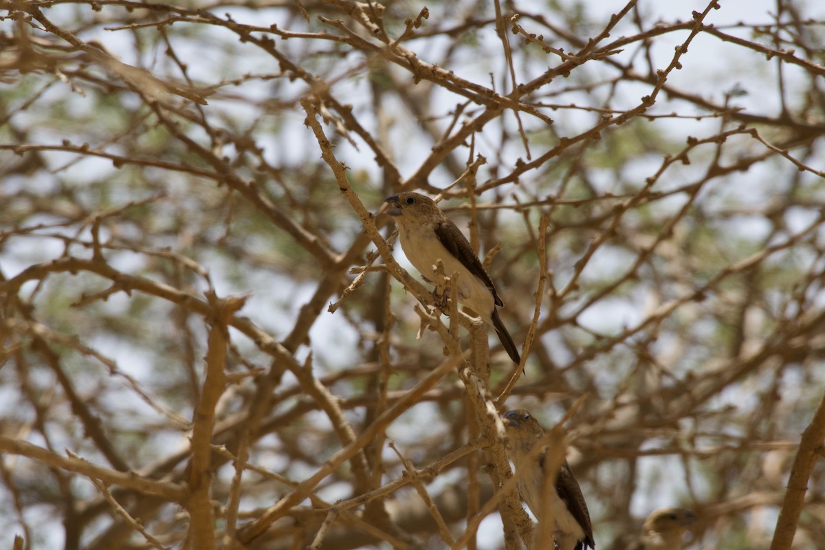 African Silverbill - ML619172220