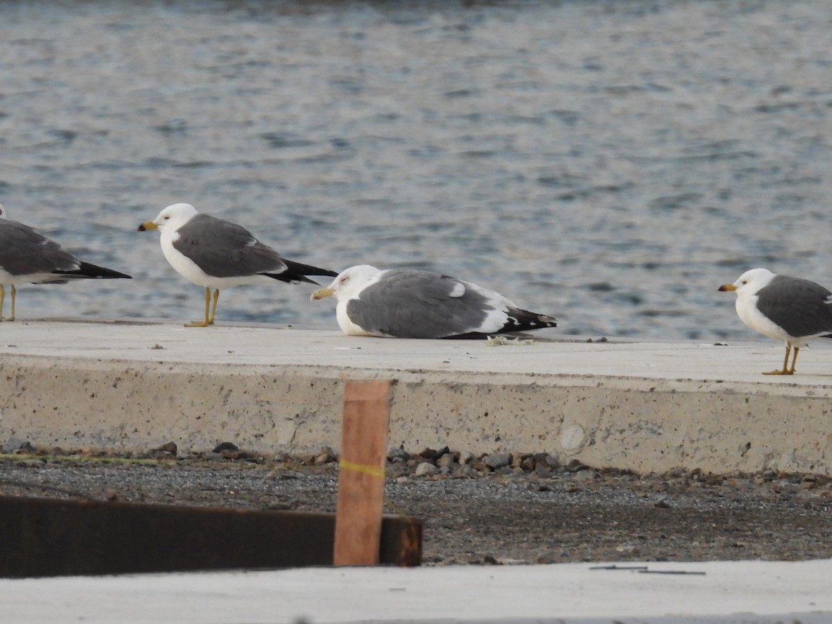 Herring Gull - Stan Arnold