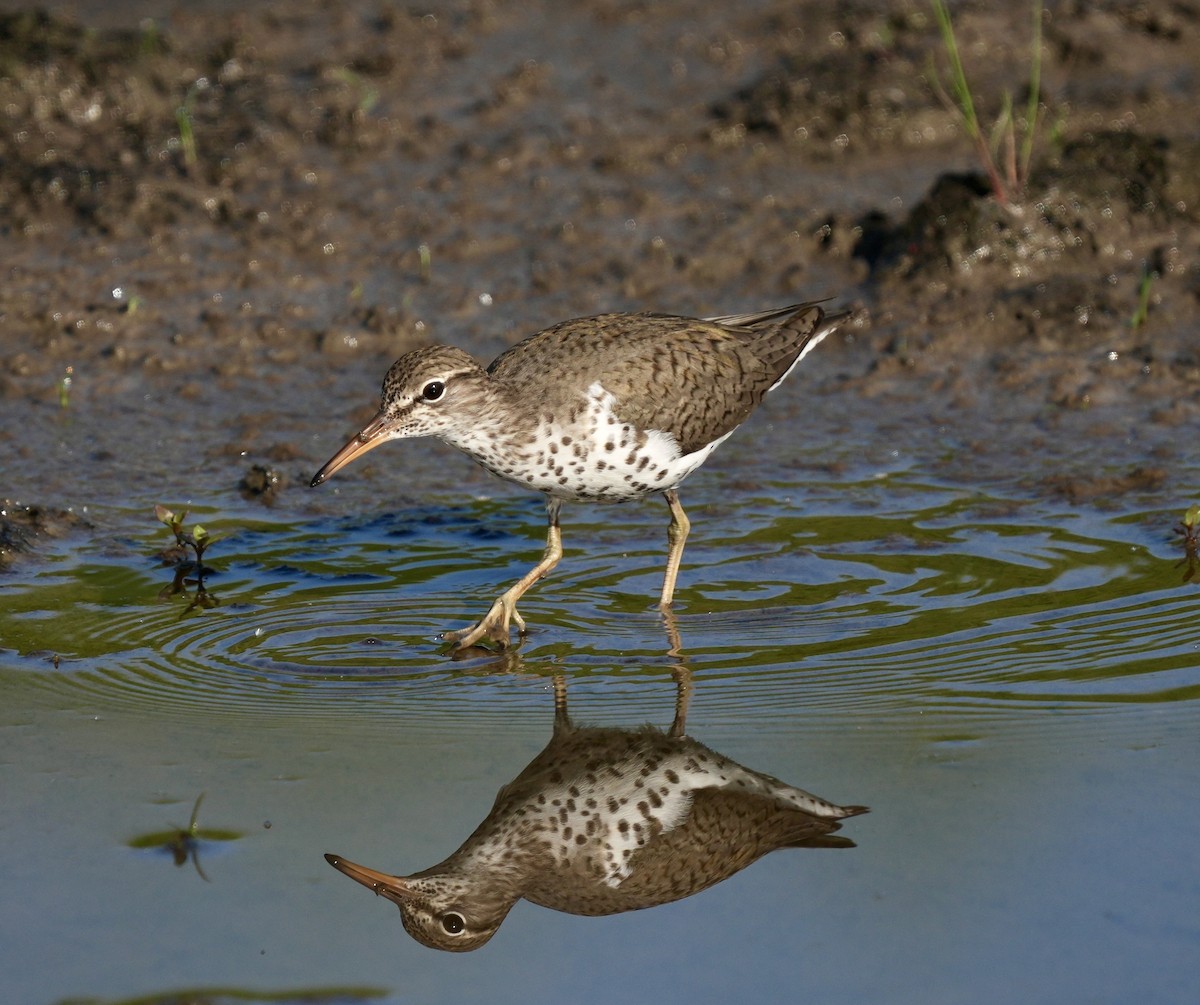 Spotted Sandpiper - ML619172238