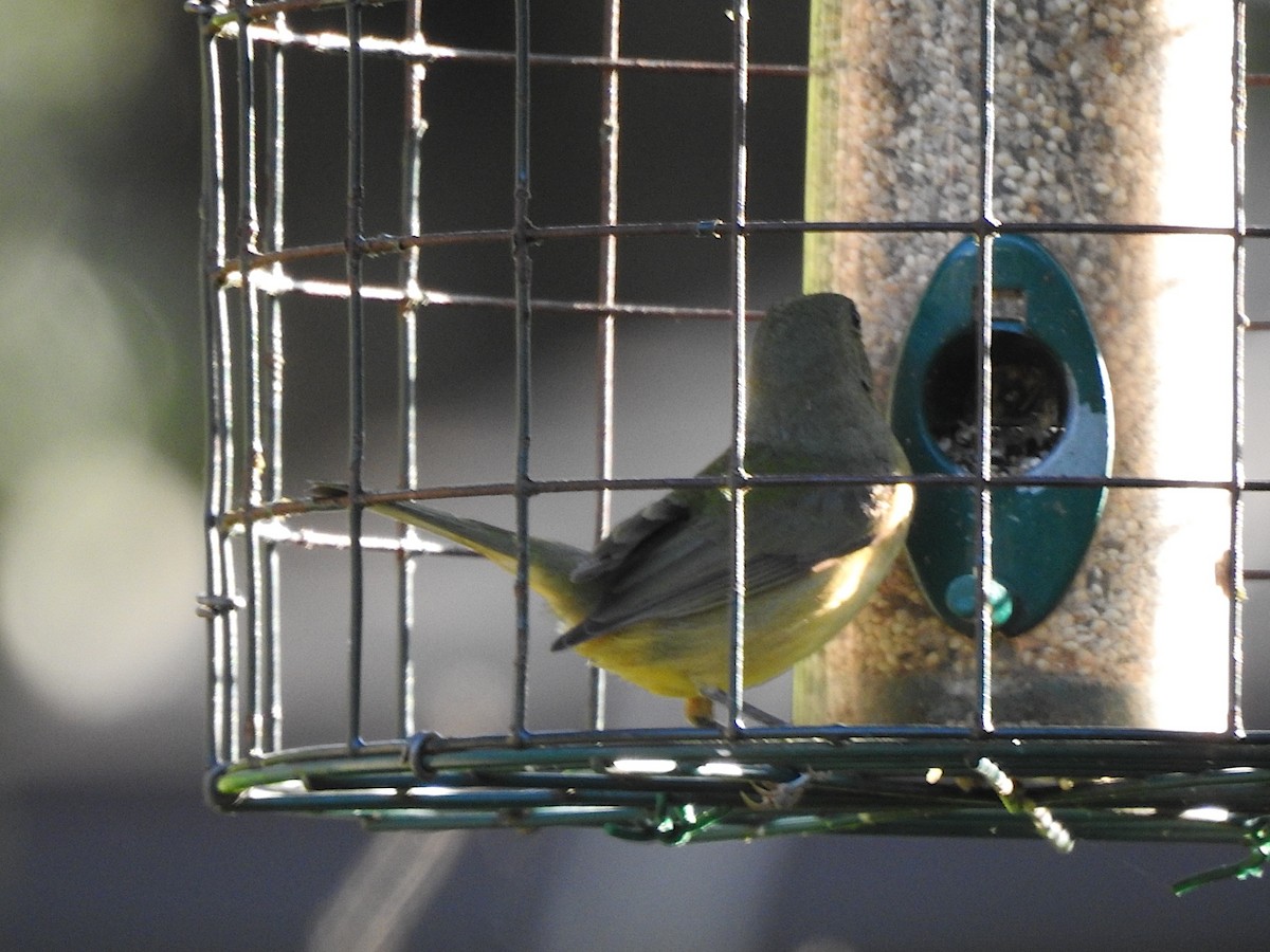 Painted Bunting - Barbara Hiaasen