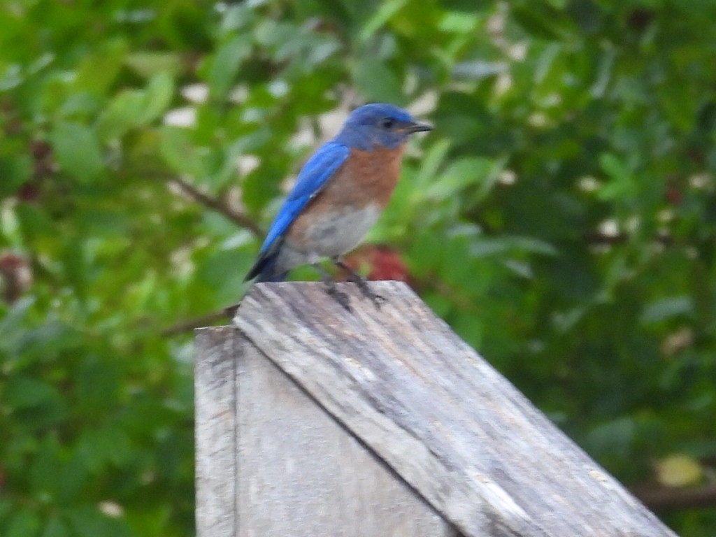 Eastern Bluebird - Bonnie Brown